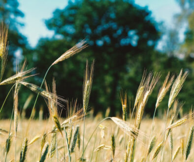 barley-5351552_1280 - freigestellt